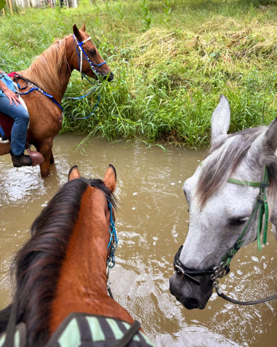 Joia, Evénement Yoga Cheval stage pour vous